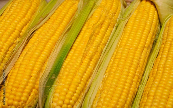 Obraz Corn cob between green leaves