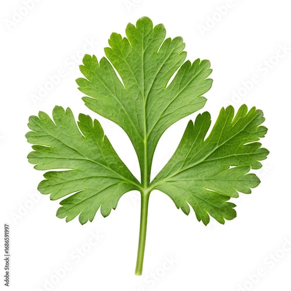Fototapeta Single fresh green cilantro leaf with serrated edges on black background