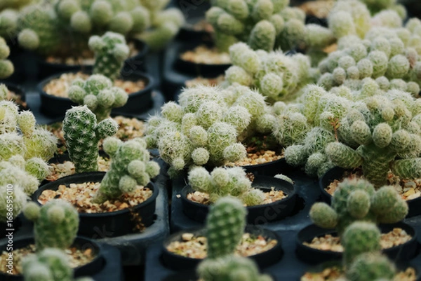 Fototapeta The cactus in the farm