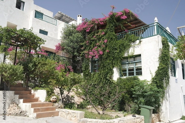 Fototapeta белый дом с цветущими деревьями в Греции