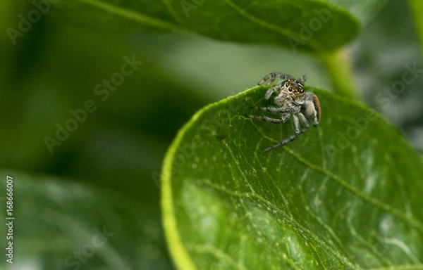 Obraz Small jumping spider on a green tree leaf