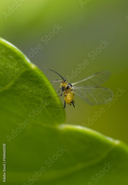 Obraz Insect with big wings on a green leaf