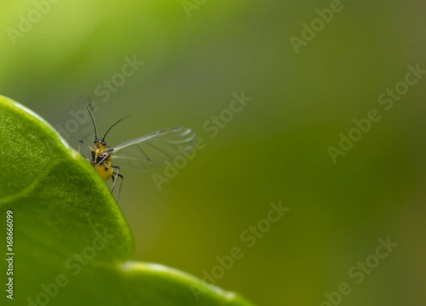 Obraz Insect with big wings on a green leaf