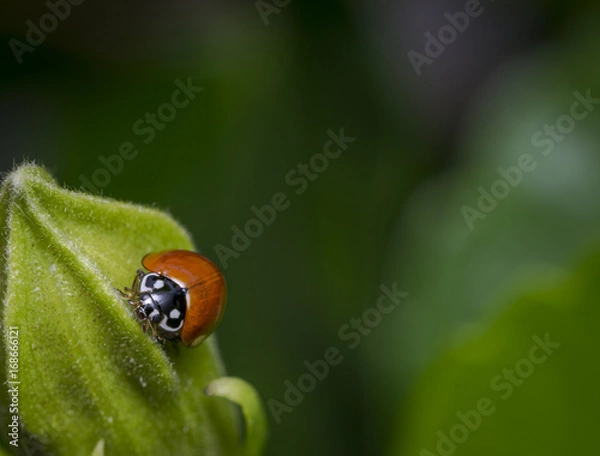 Obraz Small brown ladybug walking on a green leaf