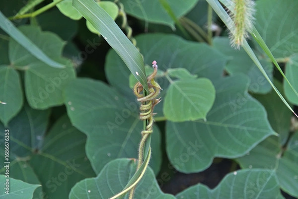 Fototapeta 野草の葉っぱに巻きついたクズの蔓