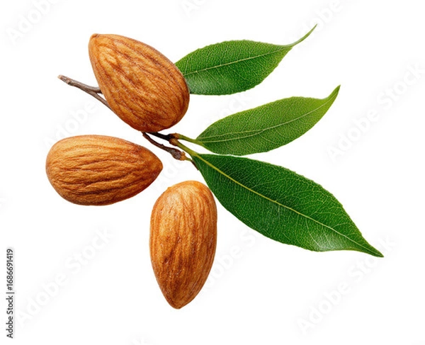Fototapeta Close-up of almonds on a branch with leaves.  Three whole almonds, light brown, with a ridged texture, are clustered on a twig.  Healthy, fresh-looking, bright green leaves surround the almonds.  