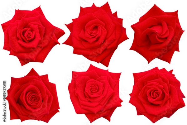 Fototapeta A collection of six vibrant red roses, each bloom showing unique petal arrangements, highlighted against a plain white background, symbolizing love, passion, and timeless beauty