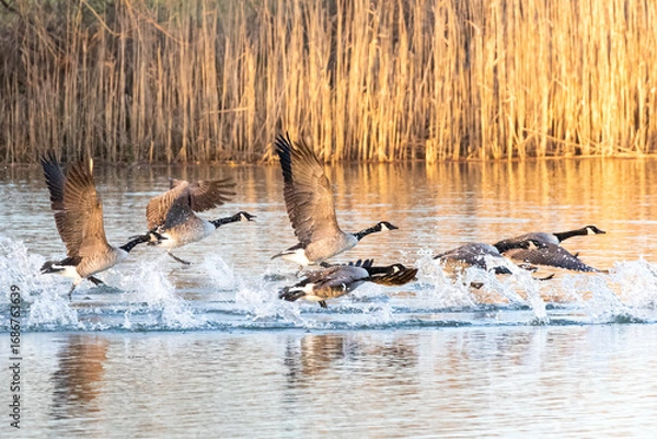 Obraz Canada Geese Taking Off
