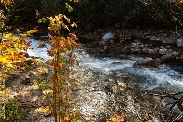 Obraz mountain stream in the forest
