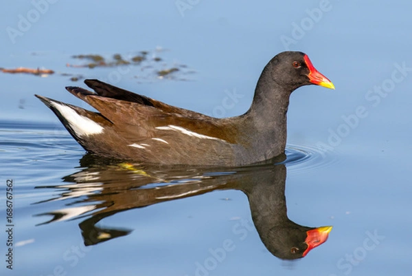 Obraz Moorhen Reflection