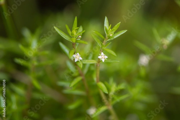 Fototapeta Australian swamp stonecrop (Crassula helmsii) in flower. Invasive aquatic plant, aka New Zealand pygmyweed, in the family Crassulaceae