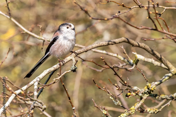 Obraz Long-tailed Tit Perched