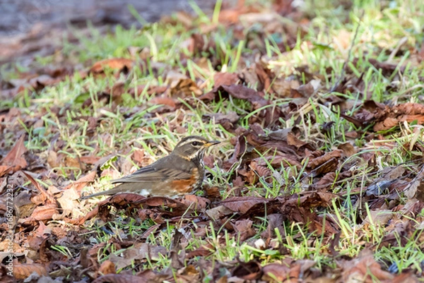Obraz Redwing on Ground