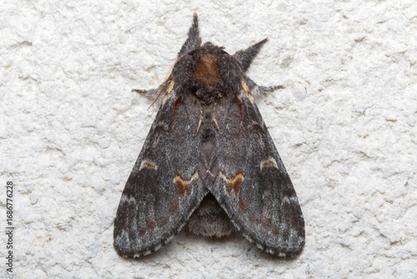Obraz Iron Prominent Moth