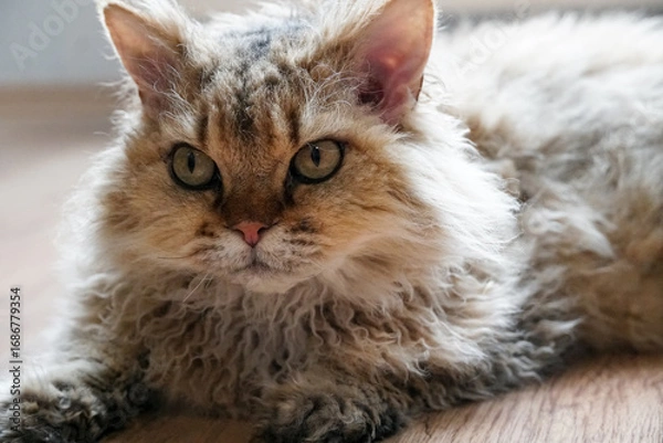 Obraz Relaxed orange tabby selkirk rex cat lying on the floor