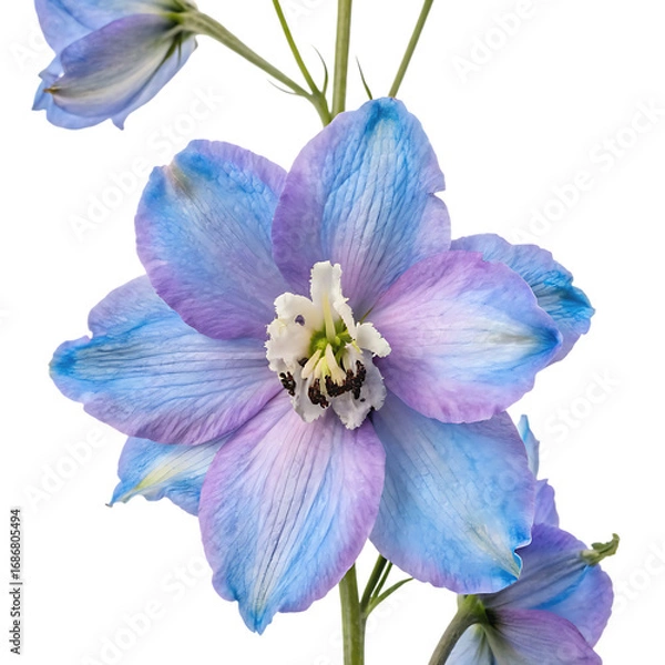Fototapeta Blue delphinium larkspur flower isolated on a transparent background png