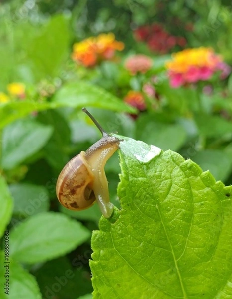 Fototapeta Snail on a leaf after rain