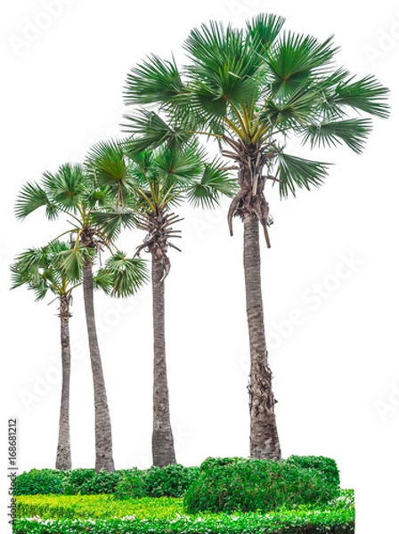 Fototapeta Collection of palm trees isolated on white background for use in architectural design or decoration work. 