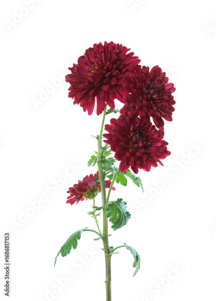 Fototapeta Branch with few flowers of  Chrysanthemum isolated on white background.