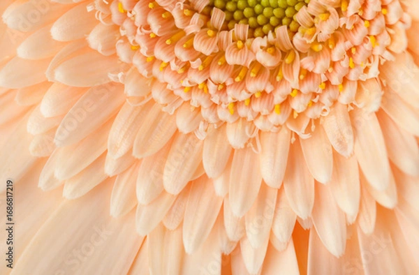 Fototapeta Close-up Gerbera flower  of apricot color.