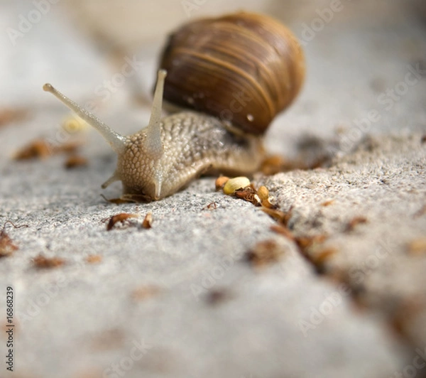 Obraz Garden snail
