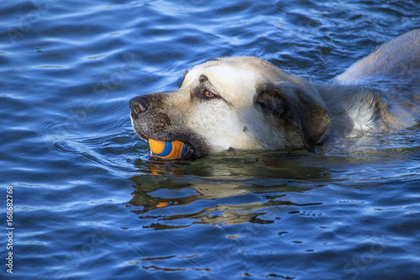 Fototapeta ボールを咥えて川で泳ぐ大型犬