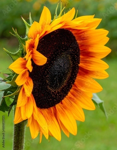 Obraz Vibrant sunflower in profile