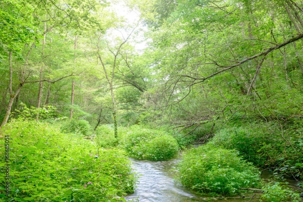 Fototapeta 森の中の小川