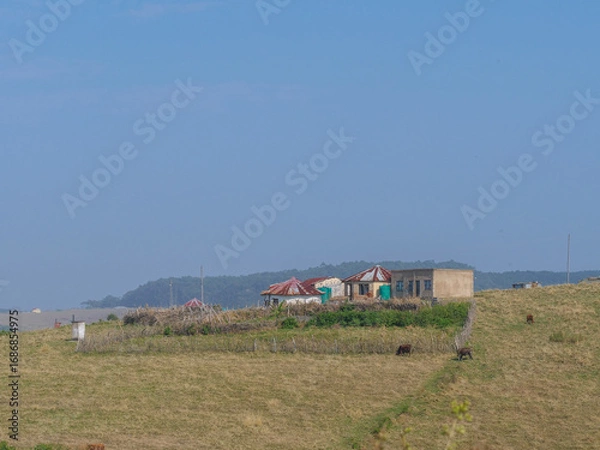 Fototapeta A house on a hill of in rural Transkei, South Africa.  The house is surrounded  by yellow grasslands which is used for grazing by cattle
