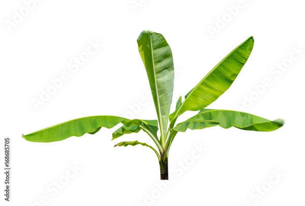 Fototapeta Green banana  tree isolate on a white background with clipping path.