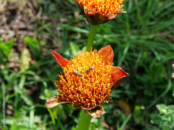 Fototapeta Top-down view of two bees gathering pollen and nectar from the yellow and red flowers of a March or Blood Lily