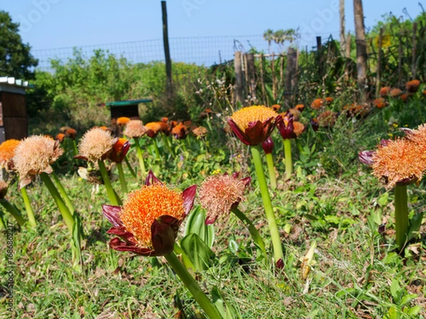 Fototapeta A field of orange march or  blood lilies in full bloom.   background blurred or out of focus