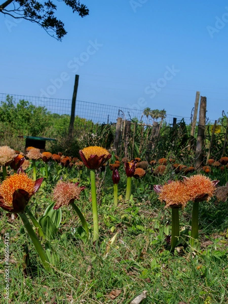 Fototapeta A field of orange march or  blood lilies in full bloom.  background blurred or out of focus. vertical image, instagram