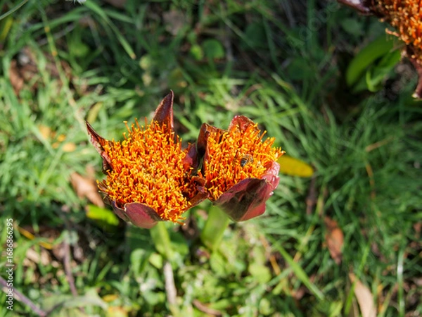 Fototapeta Top-down view of two bees gathering pollen and nectar from the yellow and red flowers of a March or Blood Lily