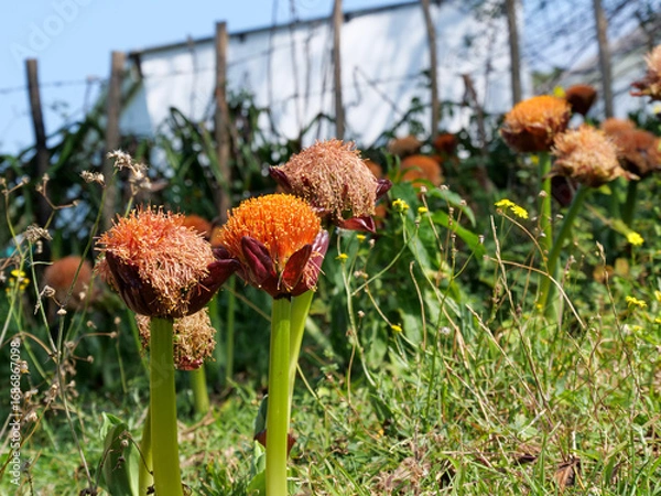 Fototapeta A field of orange march or  blood lilies in full bloom.   background blurred or out of focus