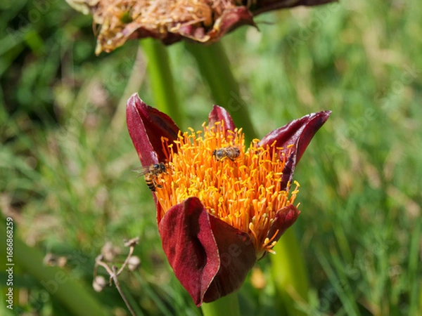 Fototapeta Two bees gathering pollen and nectar from the yellow and red flowers of a March or Blood Lily