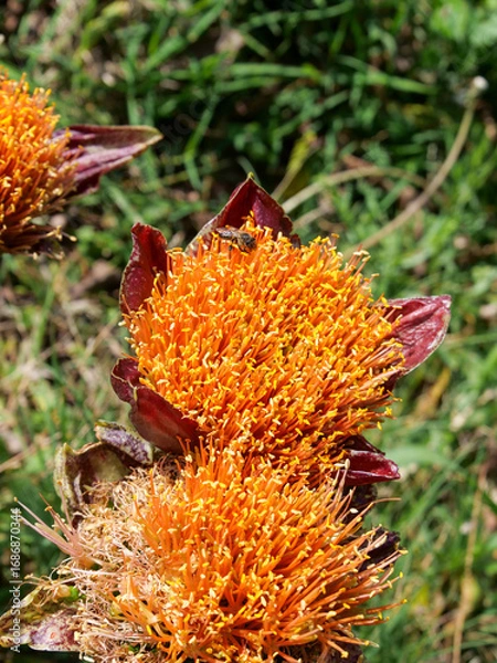 Fototapeta A bee gathering pollen and nectar from the yellow and red flowers of a March or Blood Lily