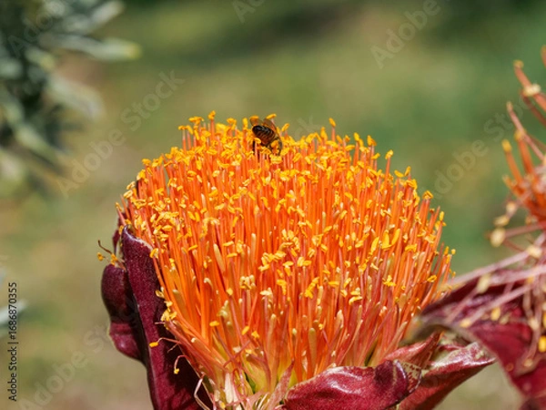 Fototapeta Close up of a bee gathering or foraging for pollen and nectar from the yellow and red flowers of a March or Blood Lily. Background blurred or out of focus