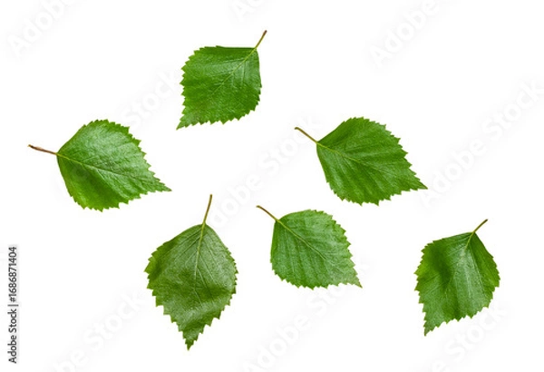 Fototapeta Birch branch with leaves isolated on white background, contour