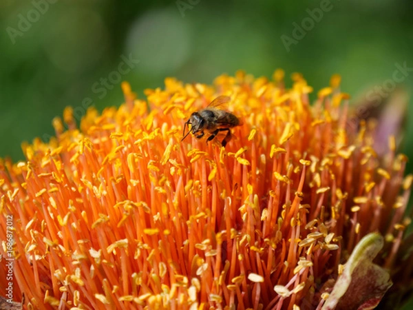 Fototapeta Close up of a bee gathering or foraging for pollen and nectar from the yellow and red flowers of a March or Blood Lily. Background blurred or out of focus