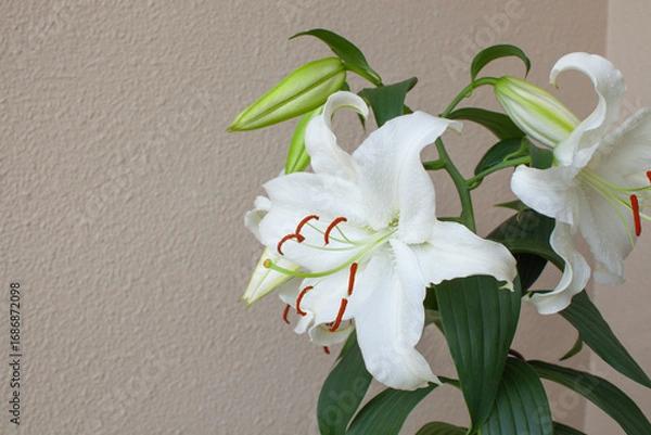 Obraz 白い大輪のユリの花「カサブランカ」