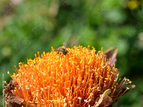 Fototapeta Close up of a bee gathering or foraging for pollen and nectar from the yellow and red flowers of a March or Blood Lily. Background blurred or out of focus