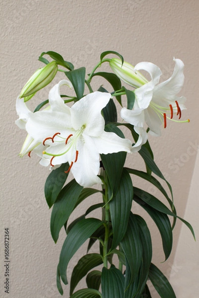 Obraz 白い大輪のユリの花「カサブランカ」