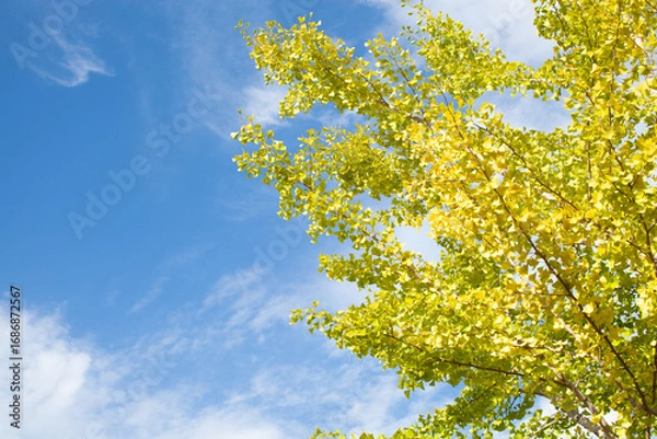 Obraz 青空背景の色づき始めの銀杏の木