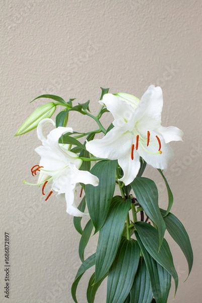 Obraz 白い大輪のユリの花「カサブランカ」