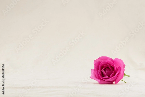 Fototapeta Pink rose from side view with copy space