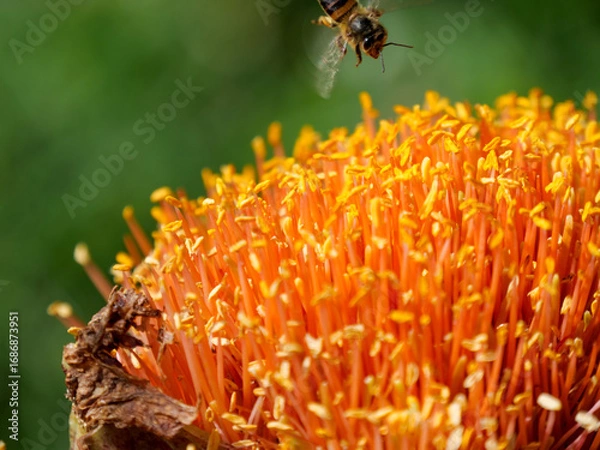 Fototapeta Image of bee flying towards a flower to  gatheror forage for pollen and nectar from the yellow and red flowers of a March or Blood Lily. Background blurred or out of focus