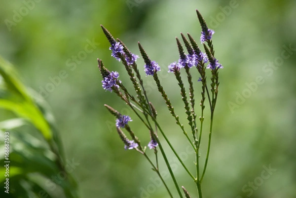 Obraz Blue Vervain