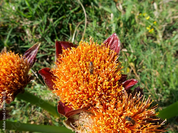 Fototapeta Top-down view of two bees gathering pollen and nectar from the yellow and red flowers of a March or Blood Lily