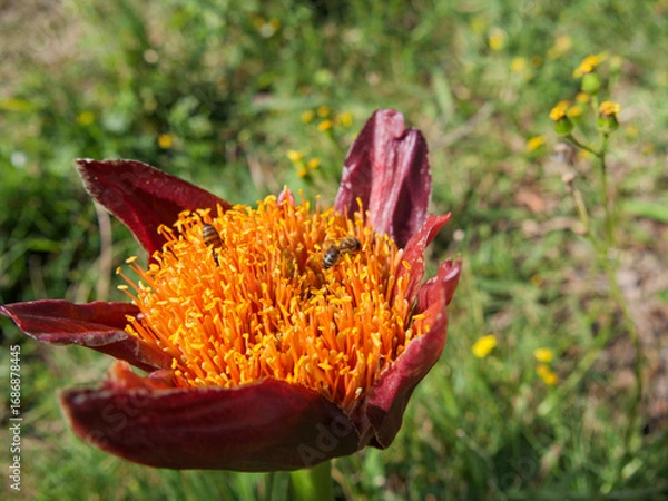 Fototapeta Two bees gathering pollen and nectar from the yellow and red flowers of a March or Blood Lily